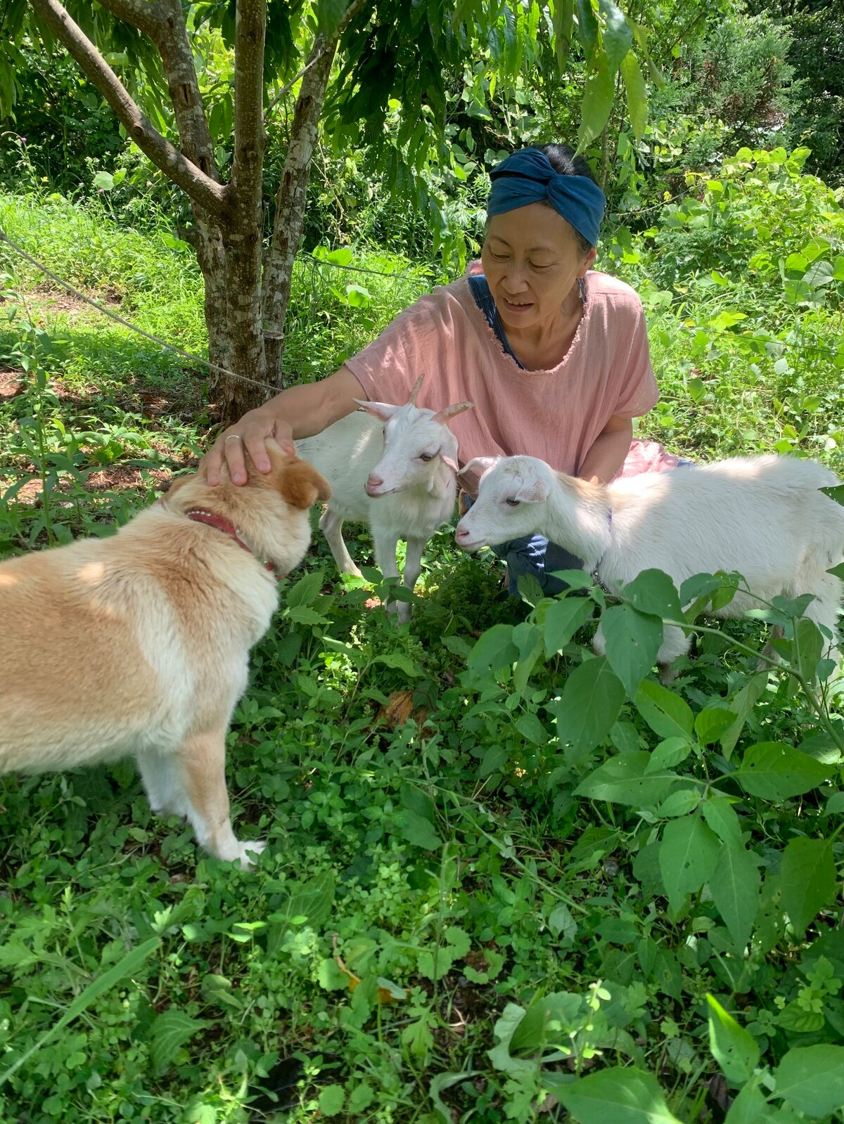 山と清流に囲まれた広々キッチン付＊犬と猫と鶏と山羊のいる古民家