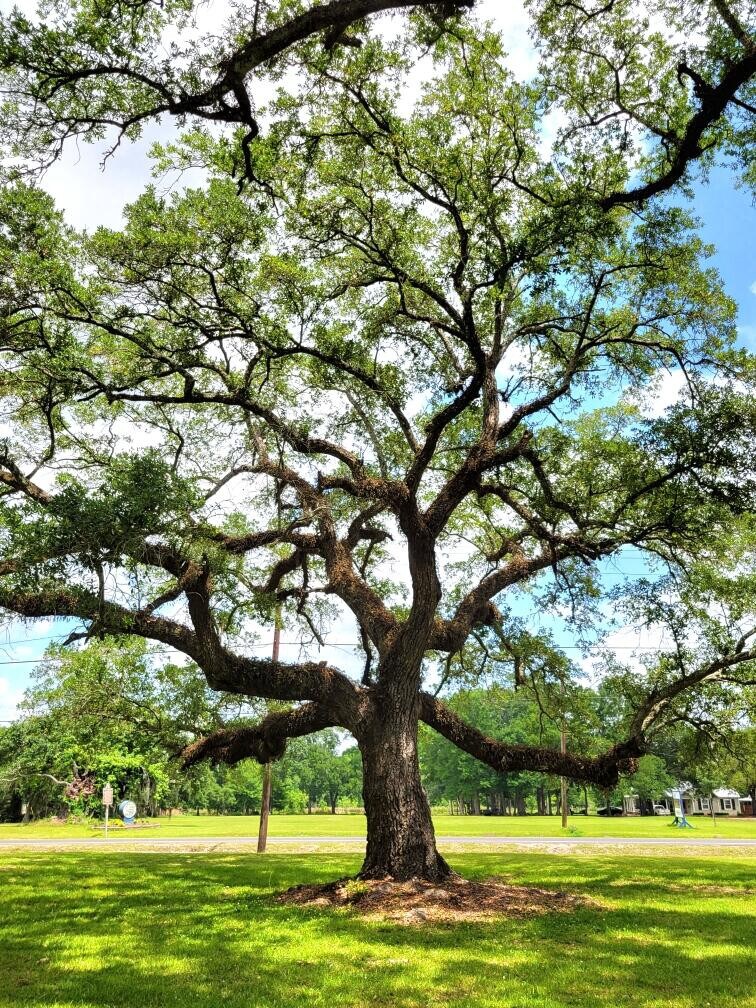 Franklin, Louisiana Fairfax BnB