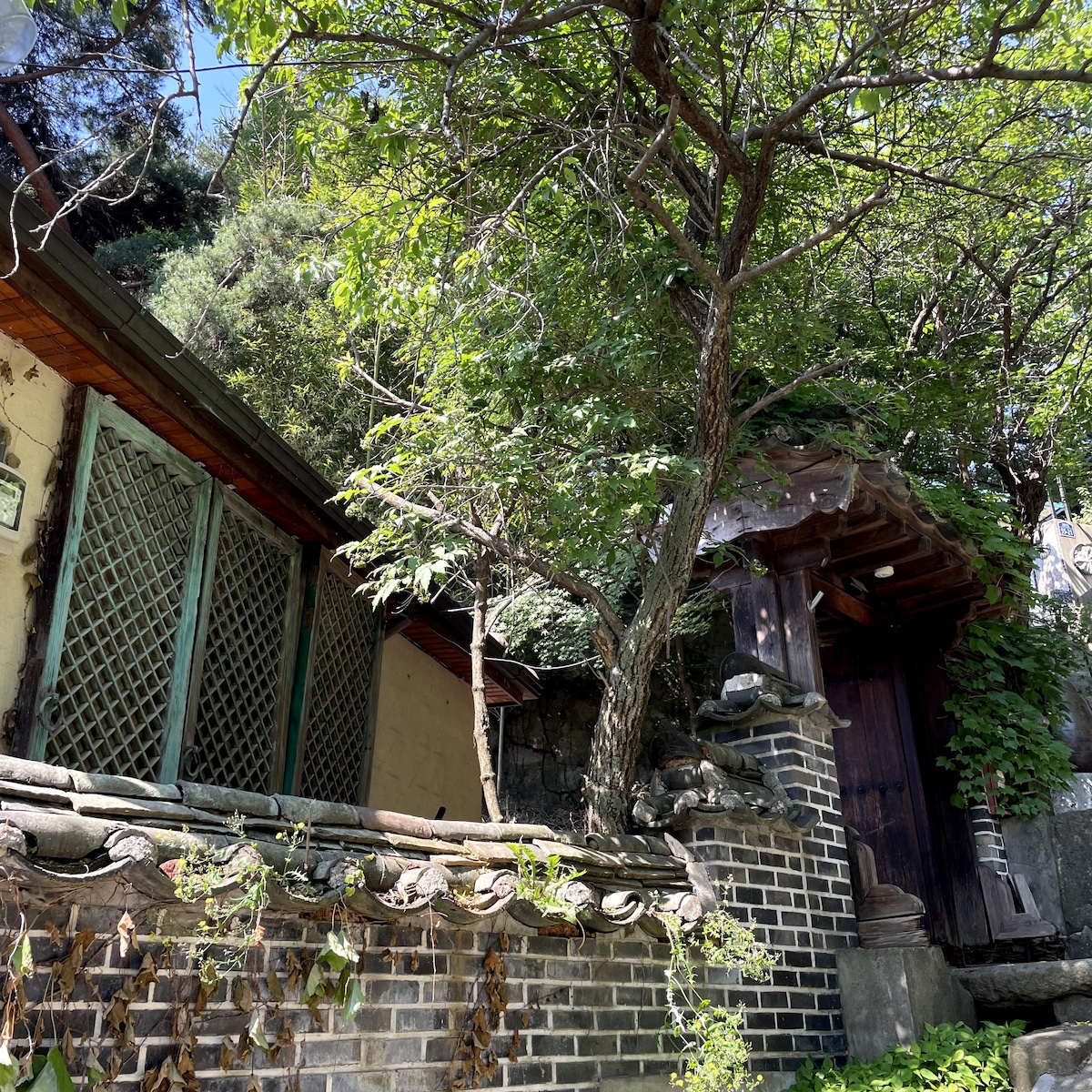 Korean traditional house (Hanok) surrounded bamboo