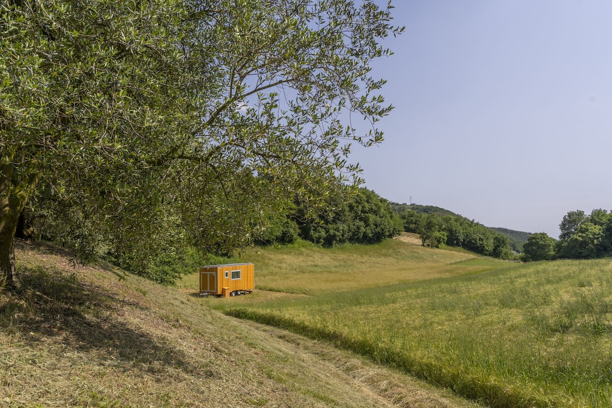 A Room in the Berici Hills - Friland