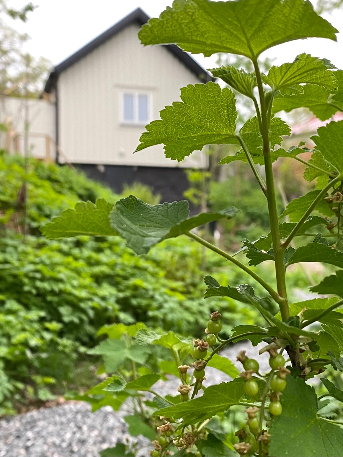 Gotaleden, Gothenburg, Partille & Alingsås!