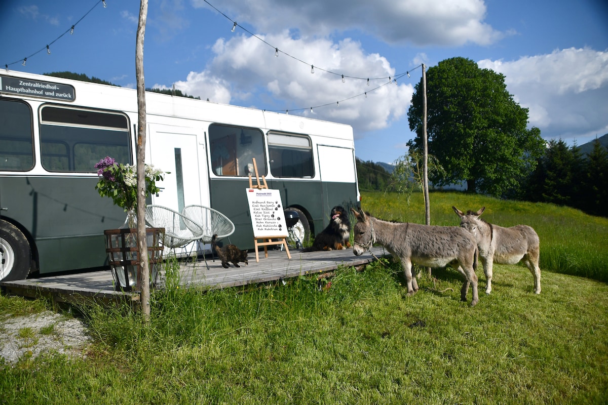 Glampingbus Lindwurm