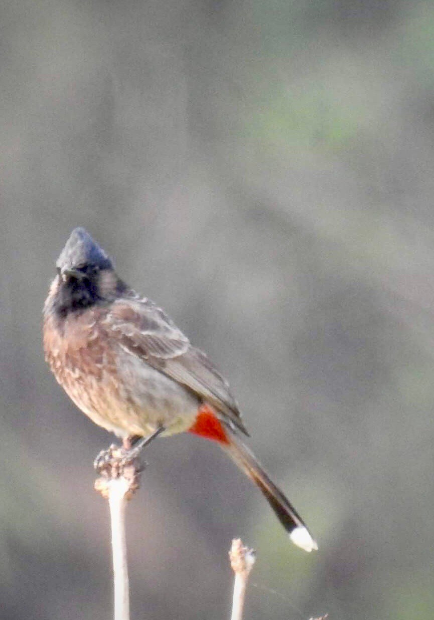 Maha Meru Nature Refuge