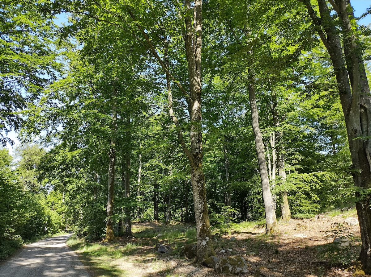 Sjönära stort hus i ostörd skog