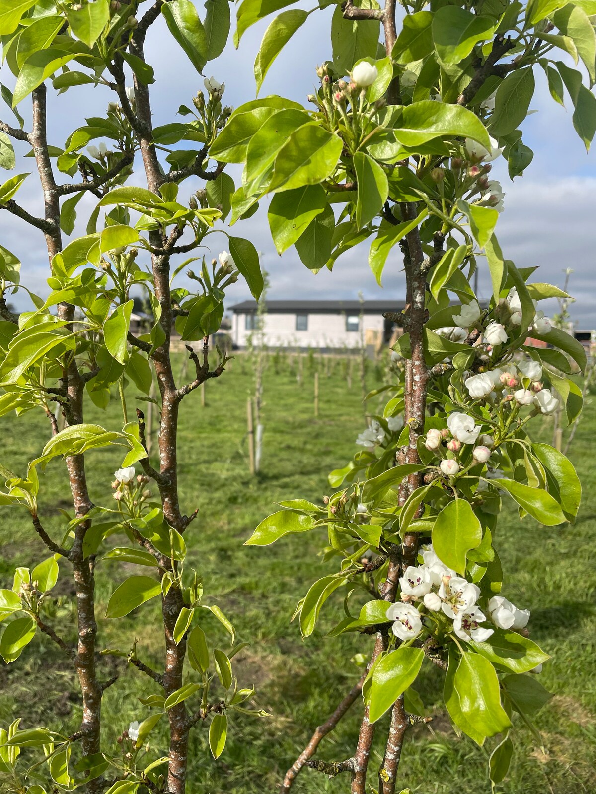 Dż小屋