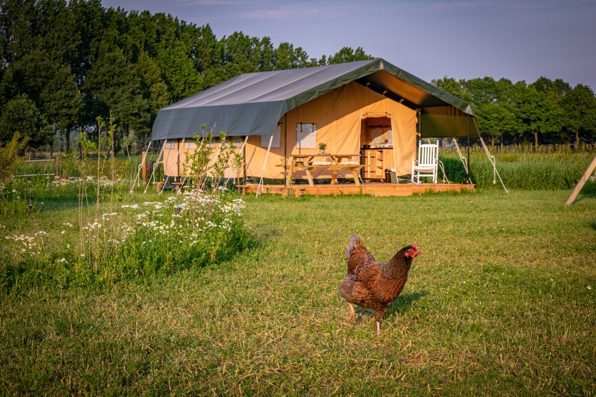 Glamping tussen de paarden, 'De Shetlander'