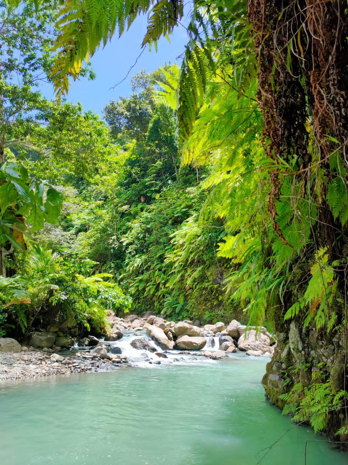 Tentes et hamacs dans la jungle