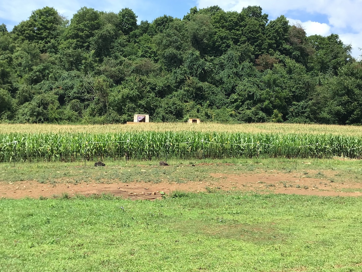 Your tent/ my farm