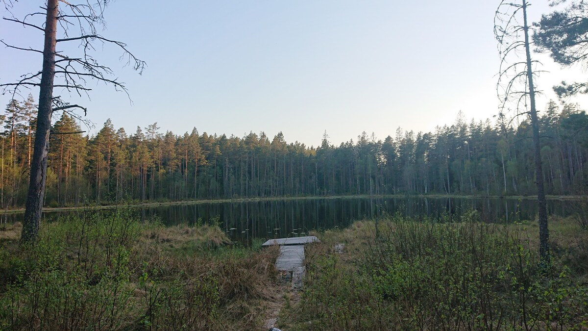 Rofyllt med endast skog och vatten i sikte