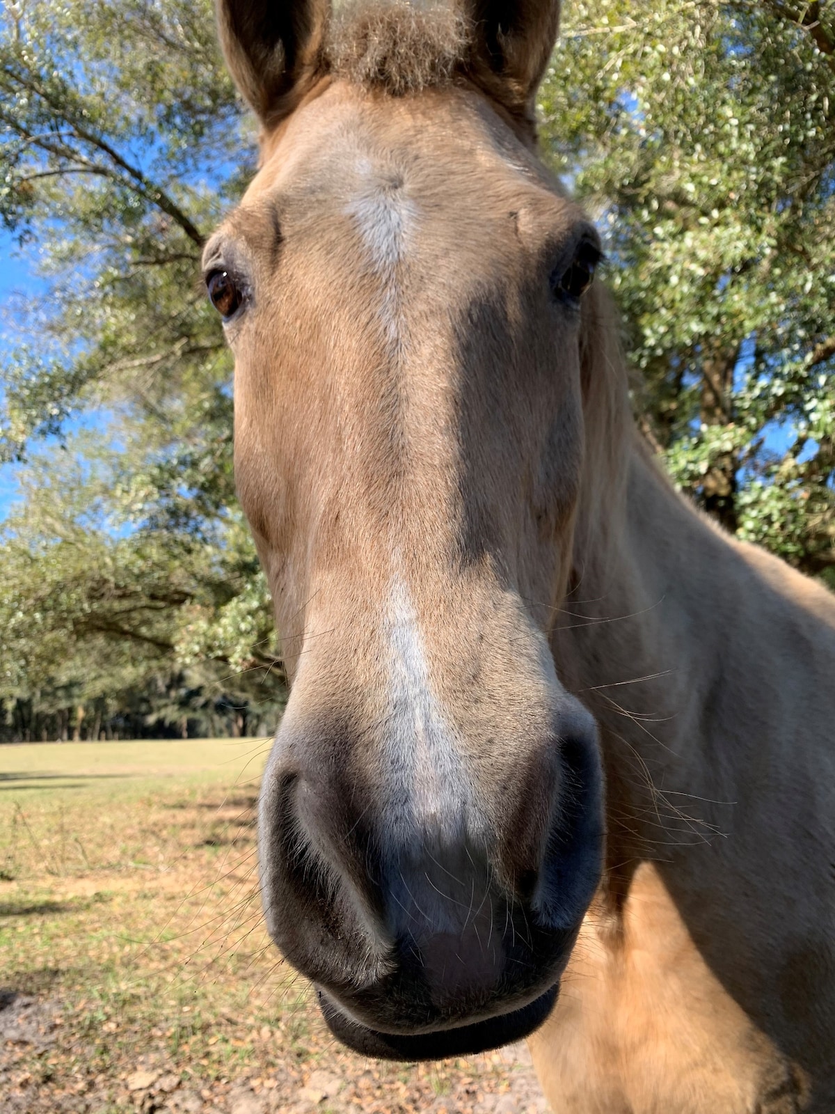 Horsing around in the country