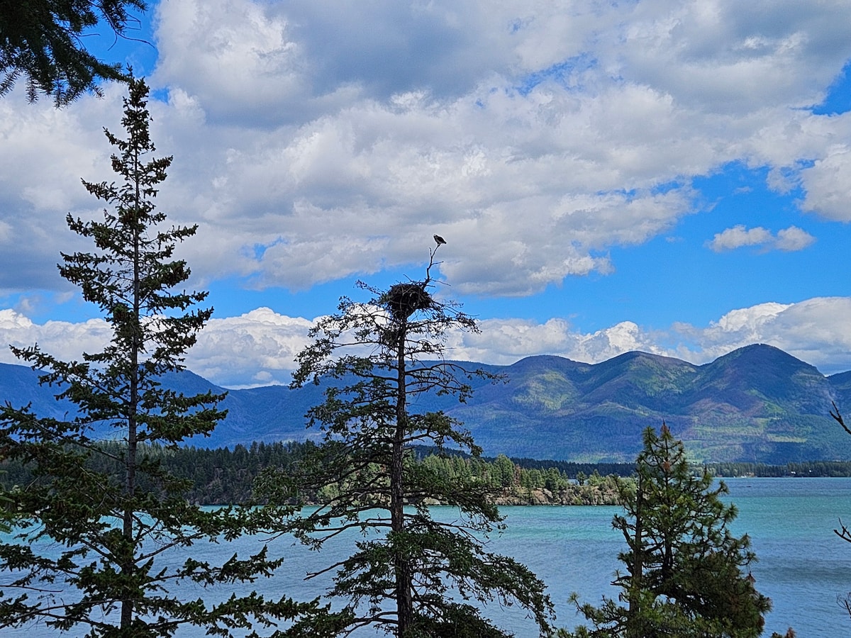 Osprey Nest