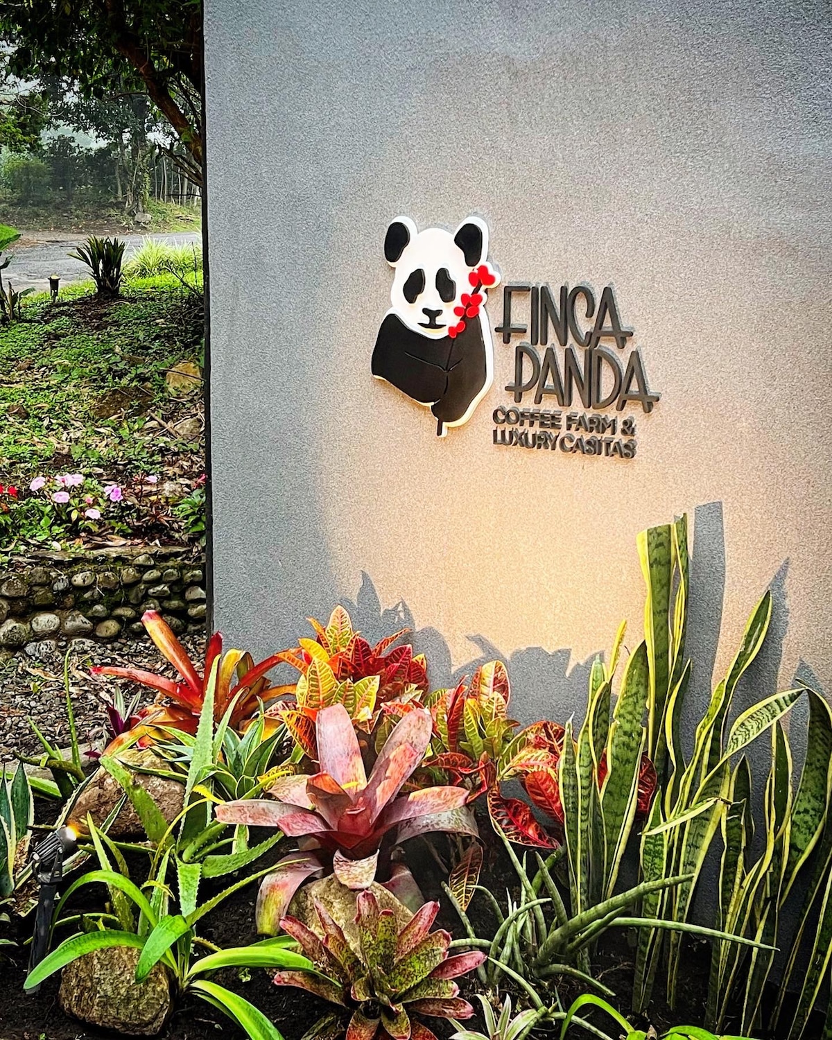 Catuai Casita @ Finca Panda