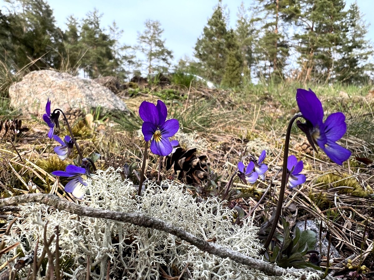 Privé verdieping Knartorp Smerum