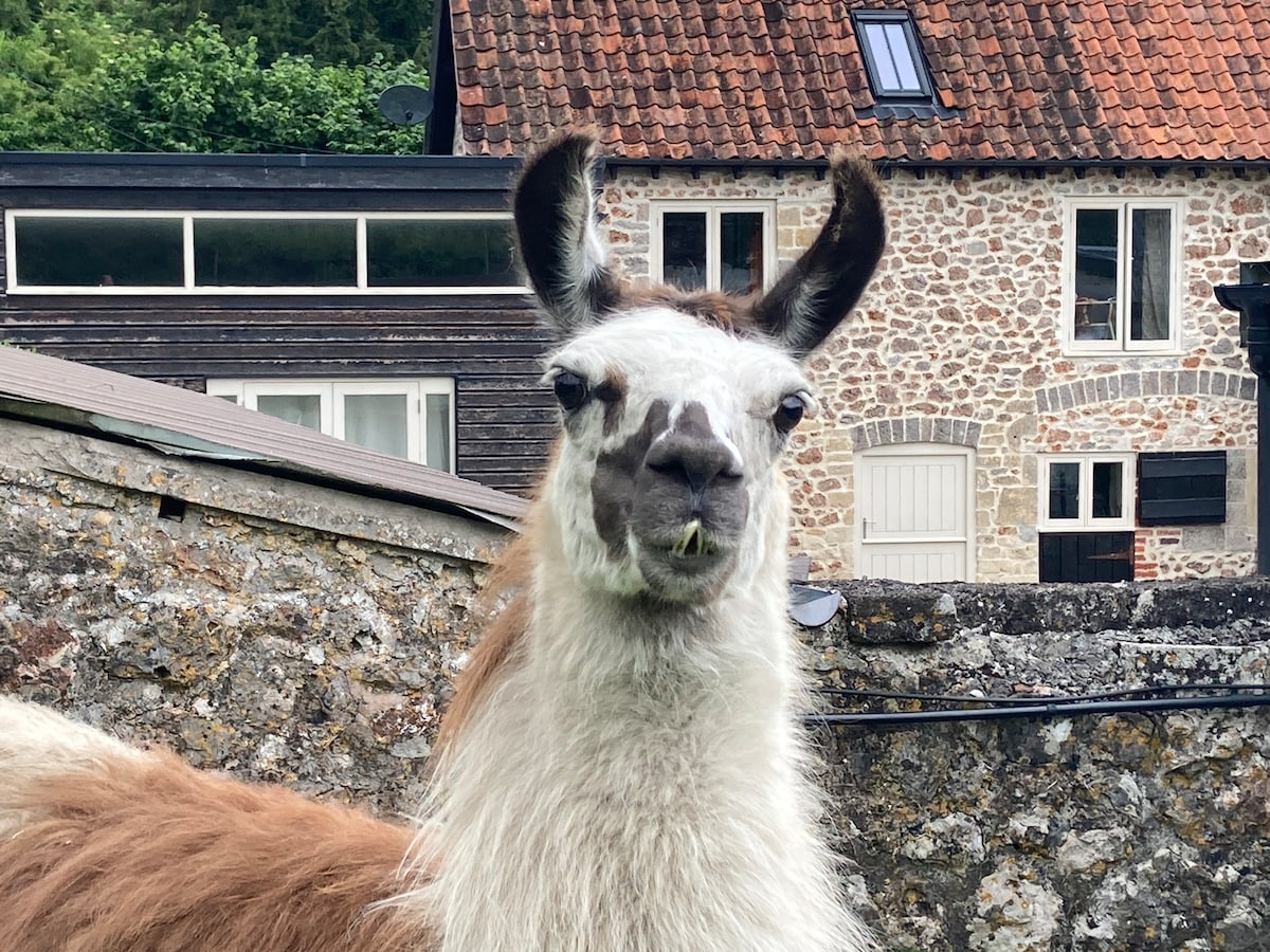 The Llama Farm Stay - cottage on a llama farm
