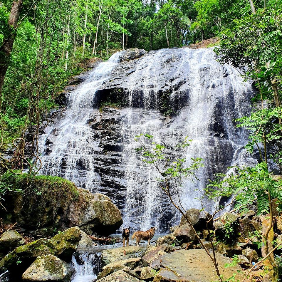 Chambre en forêt 15 minutes de Nouméa près du Pic