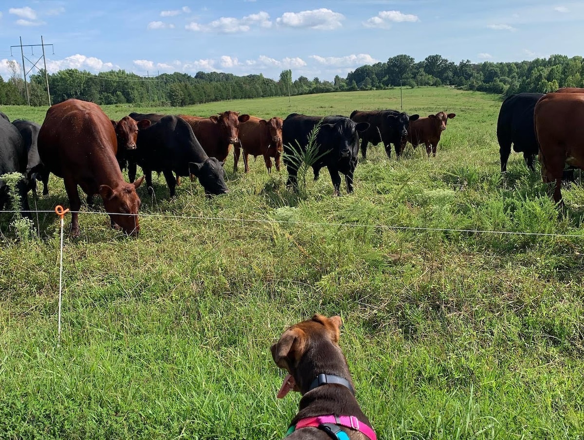 Pastoral Retreat: Embracing Equines, Cows & Nature