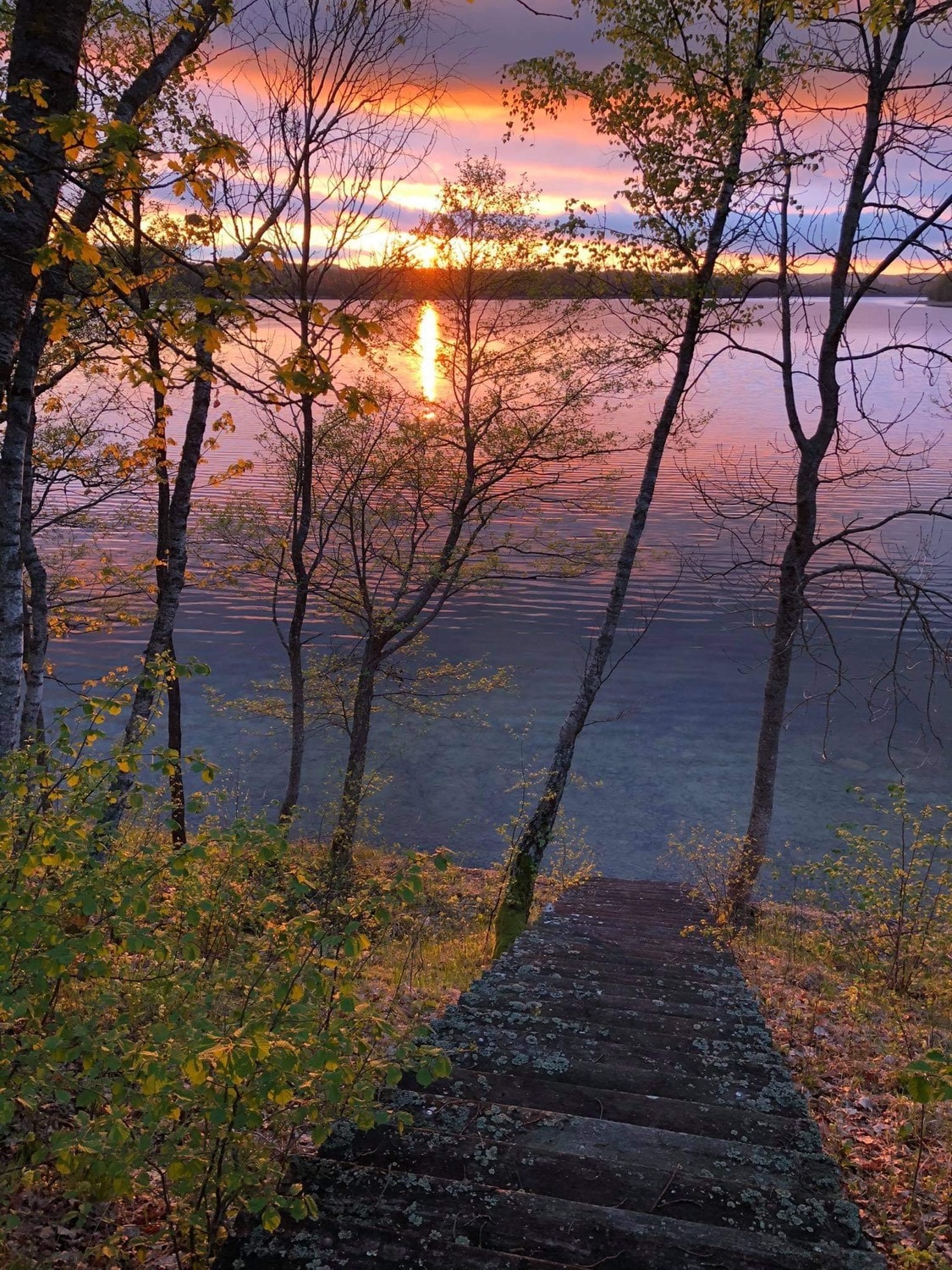 Pušų gaudyklė