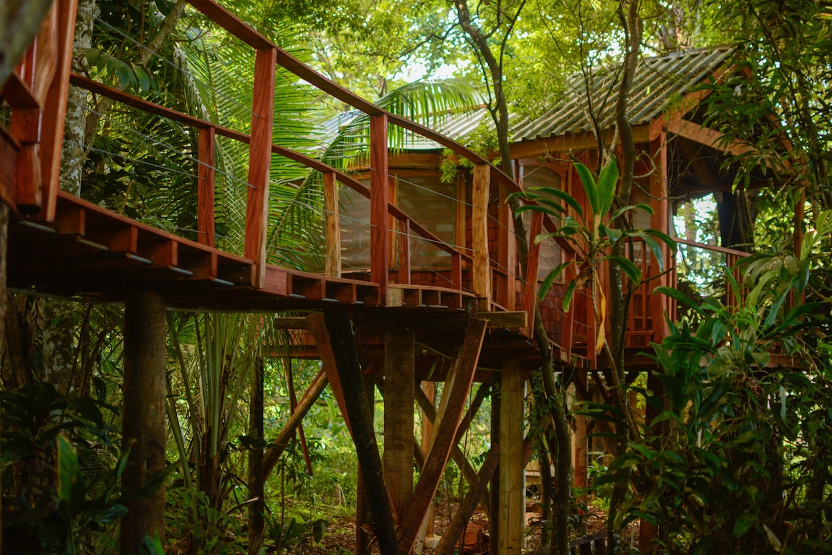 Skylight Treehouse