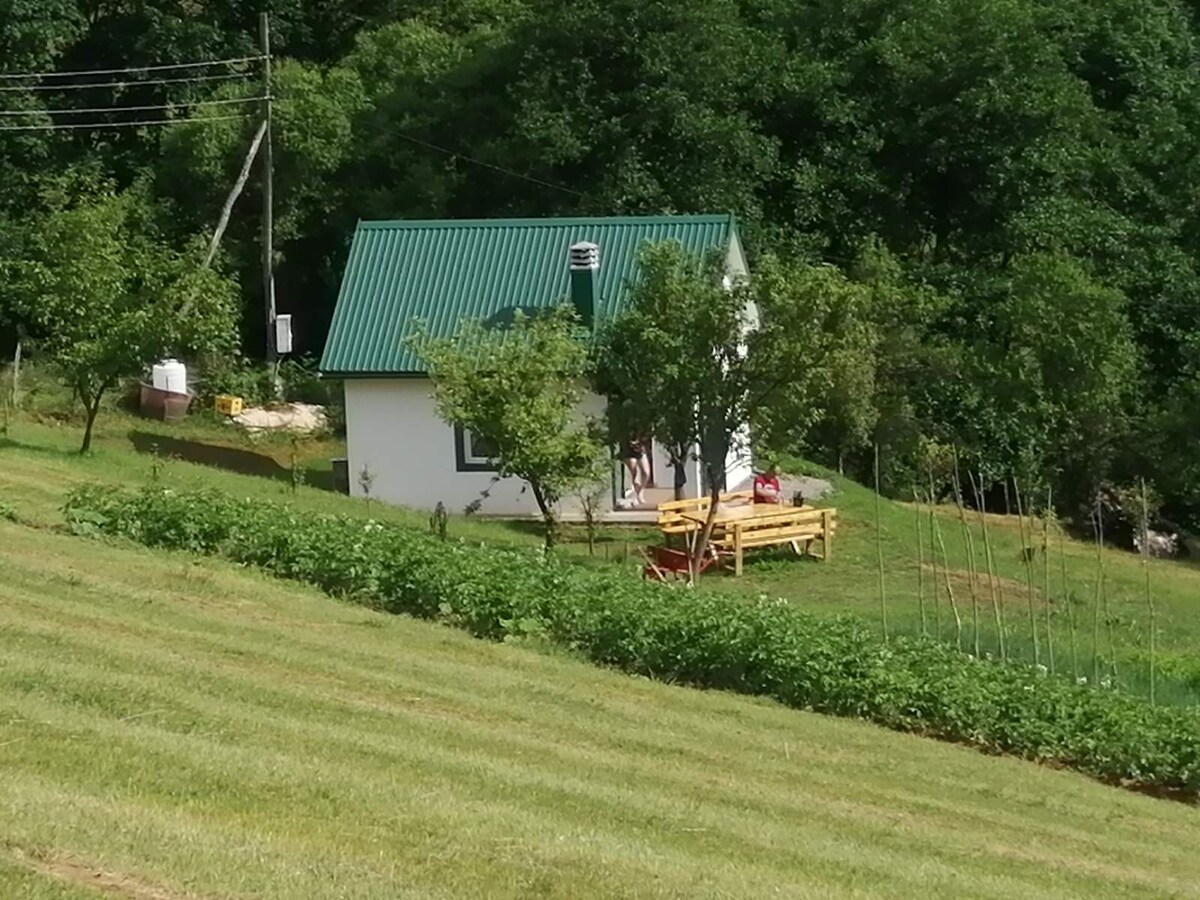 Zelena livada (Green Meadow)