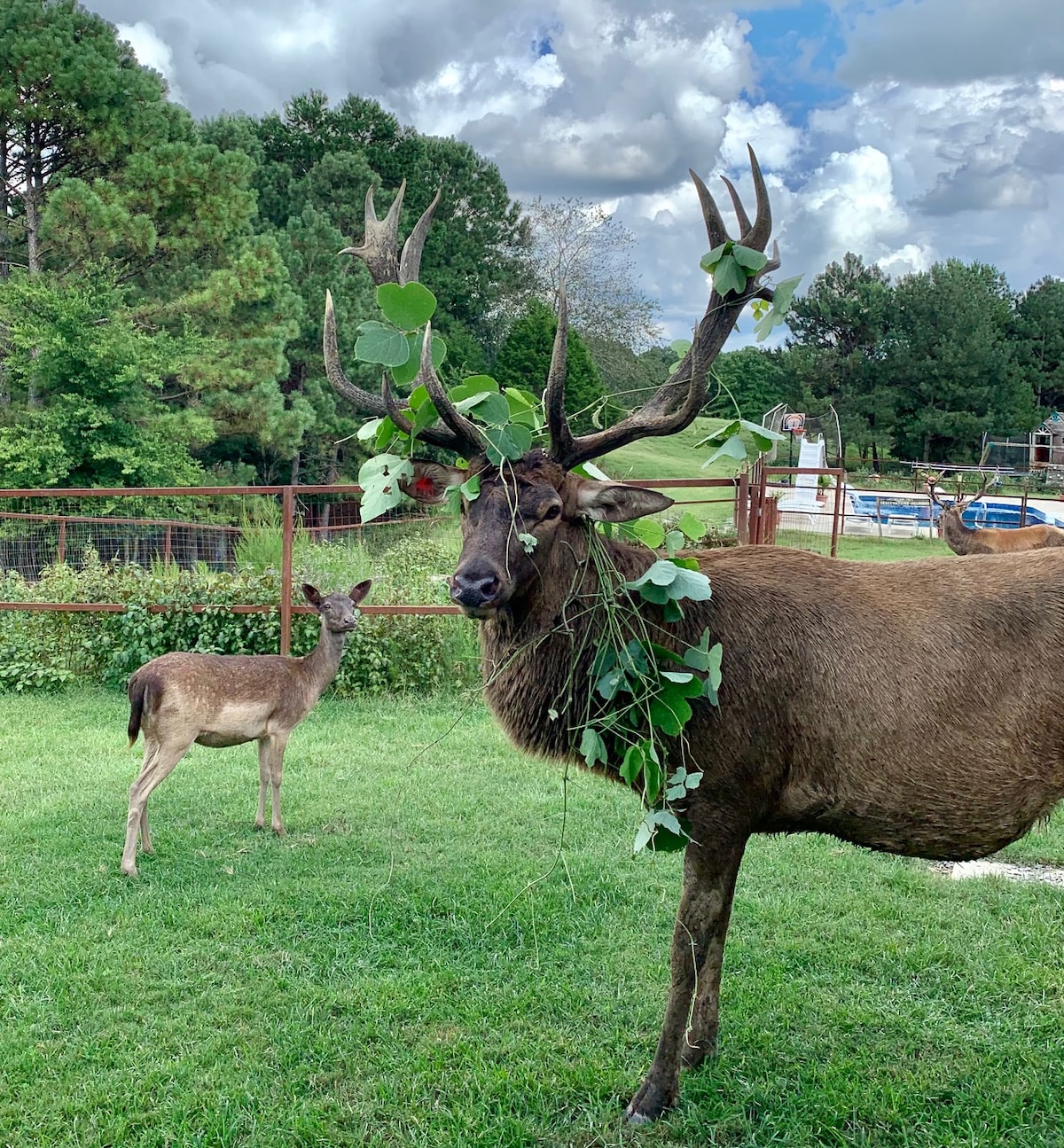 Barndominium Deer Preserve!