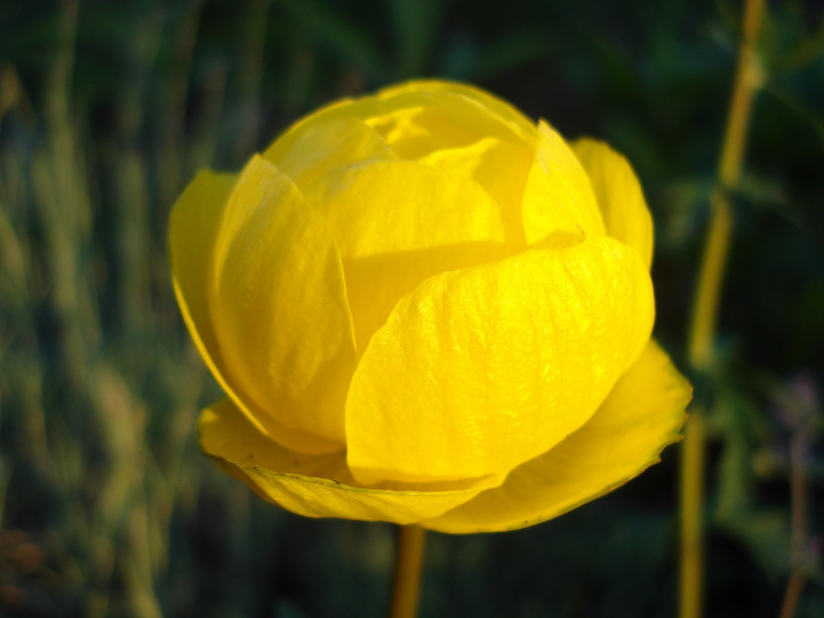 Globe Flower Kolasin