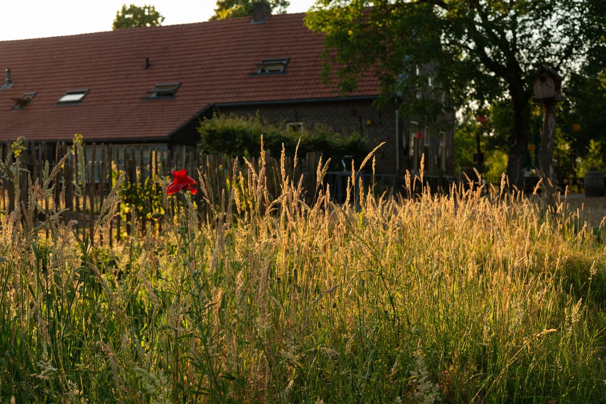 Luxe verwarmde tent- korenbloem