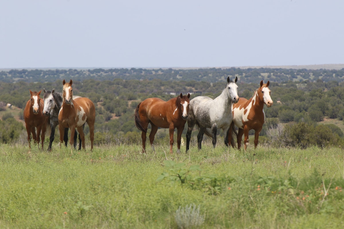 22,500-acre Wild Horse Refuge