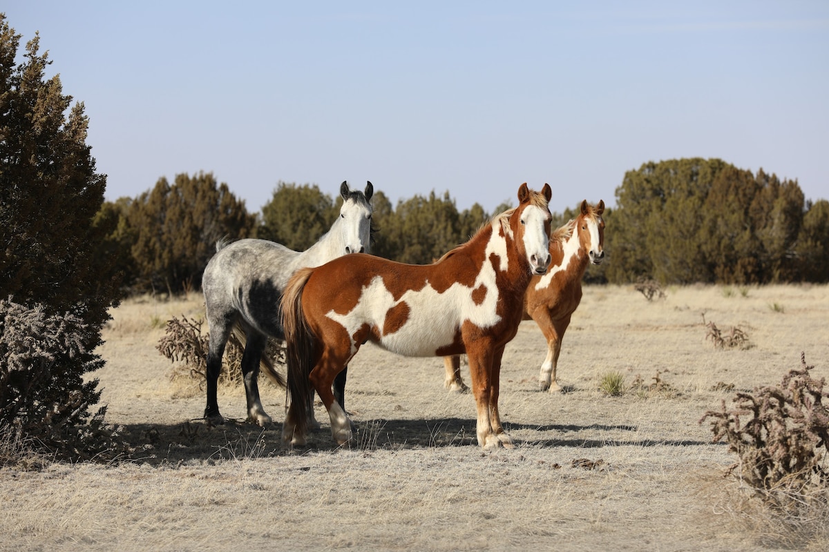 22,500-acre Wild Horse Refuge