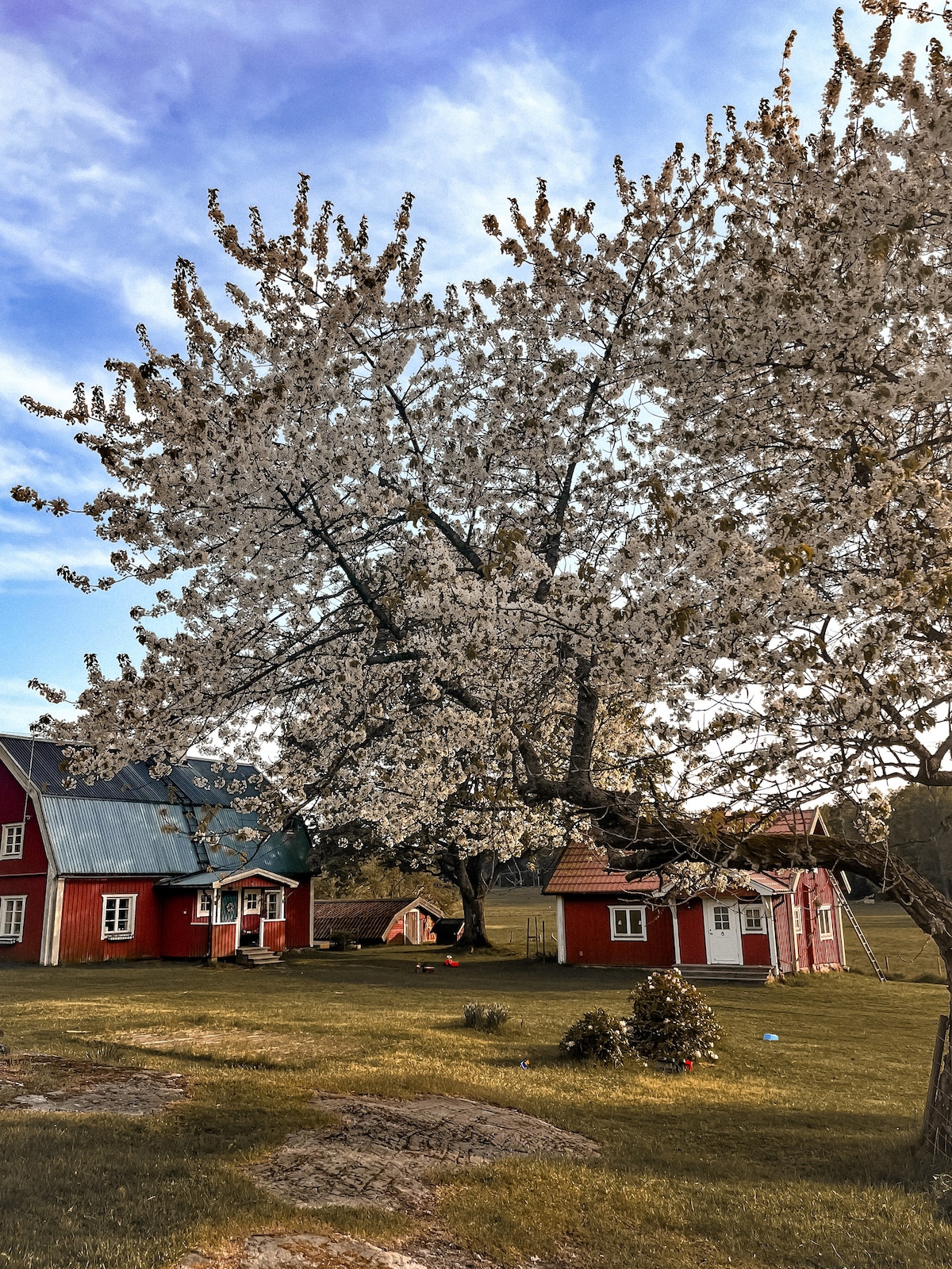 Summer cottage in Stockholm's archipelago