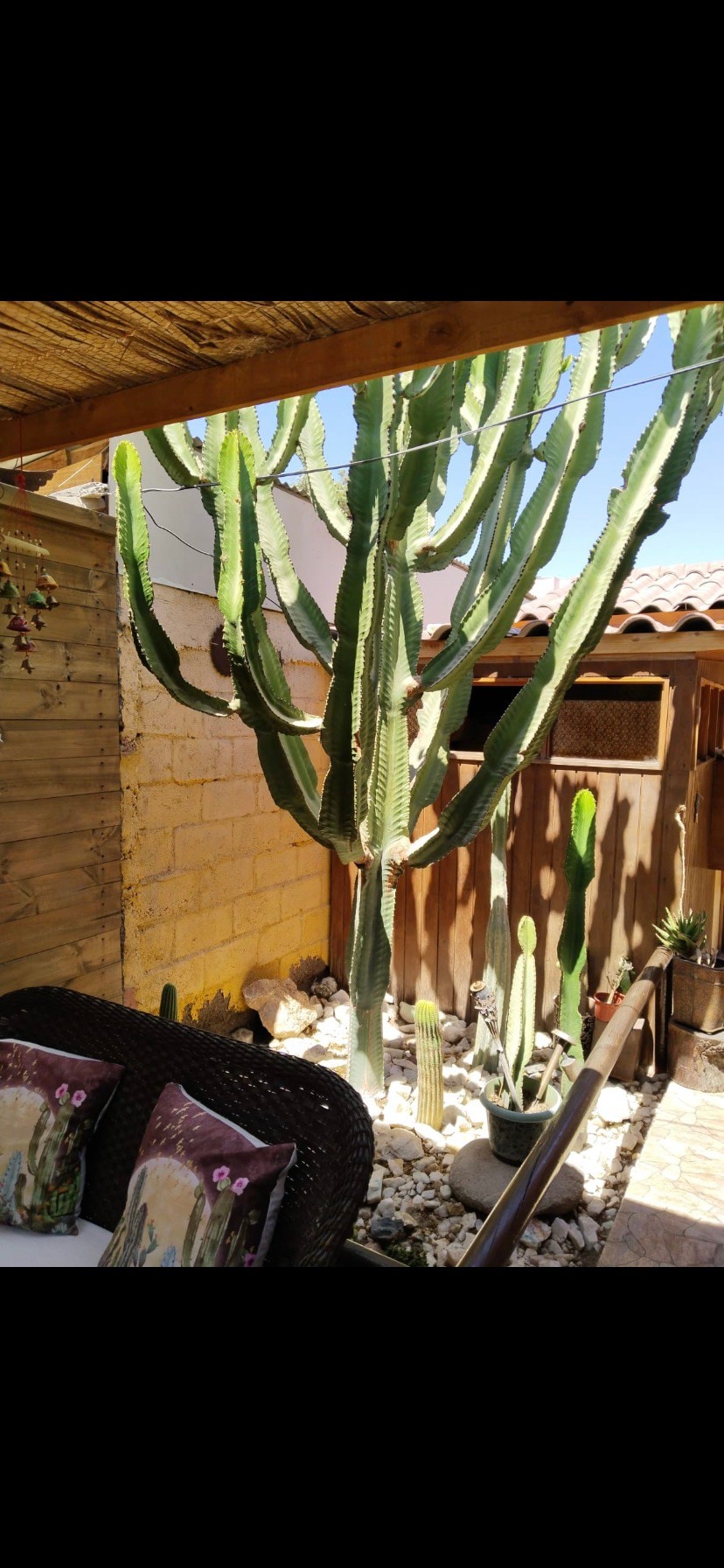 Hostal cactus piece 2 (Copiapó)