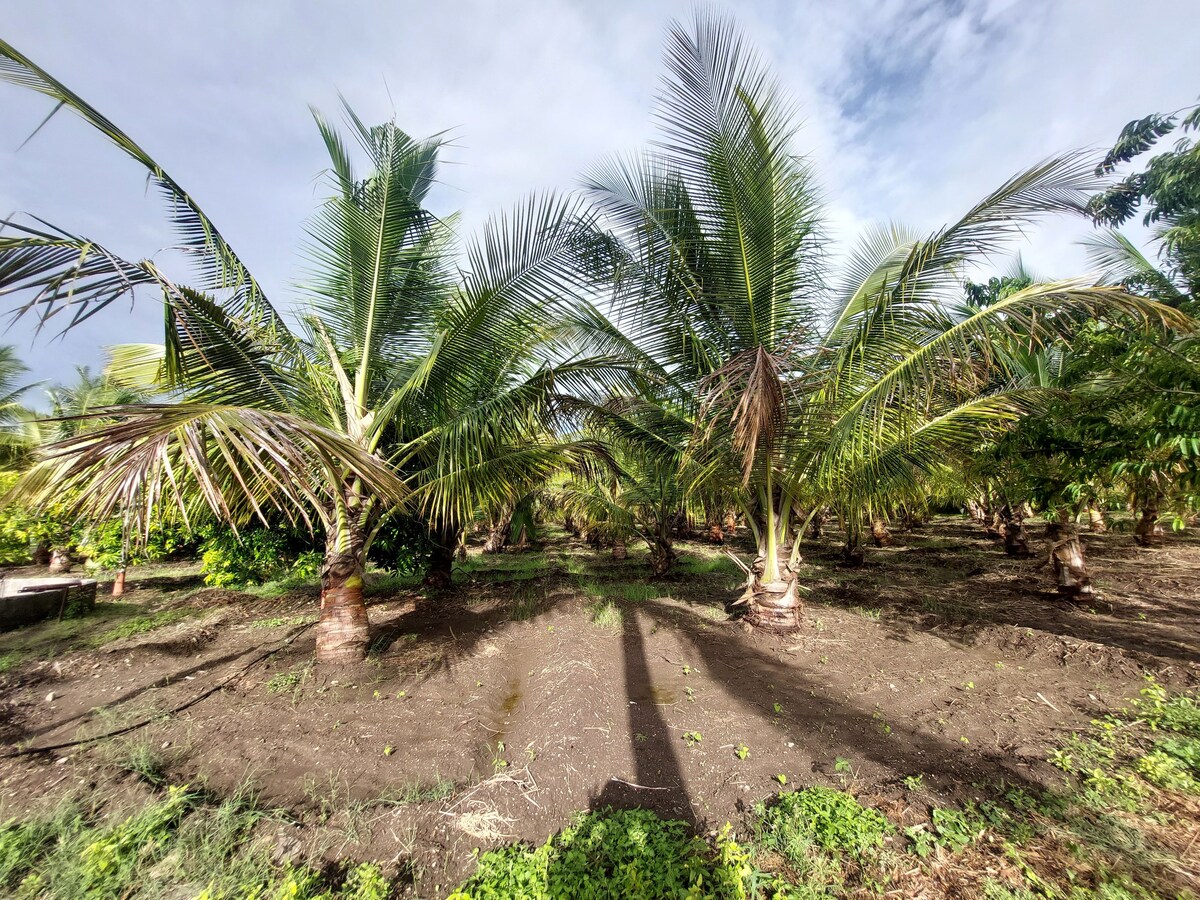 椰子野生动物园度假村（ Coconut Safari Resorts Shirdi ）