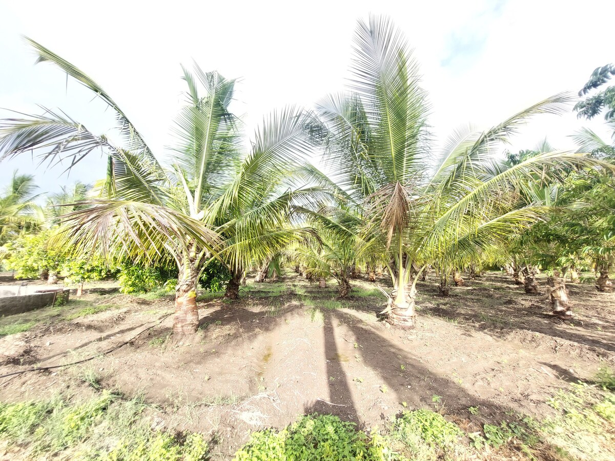 椰子野生动物园度假村（ Coconut Safari Resorts Shirdi ）