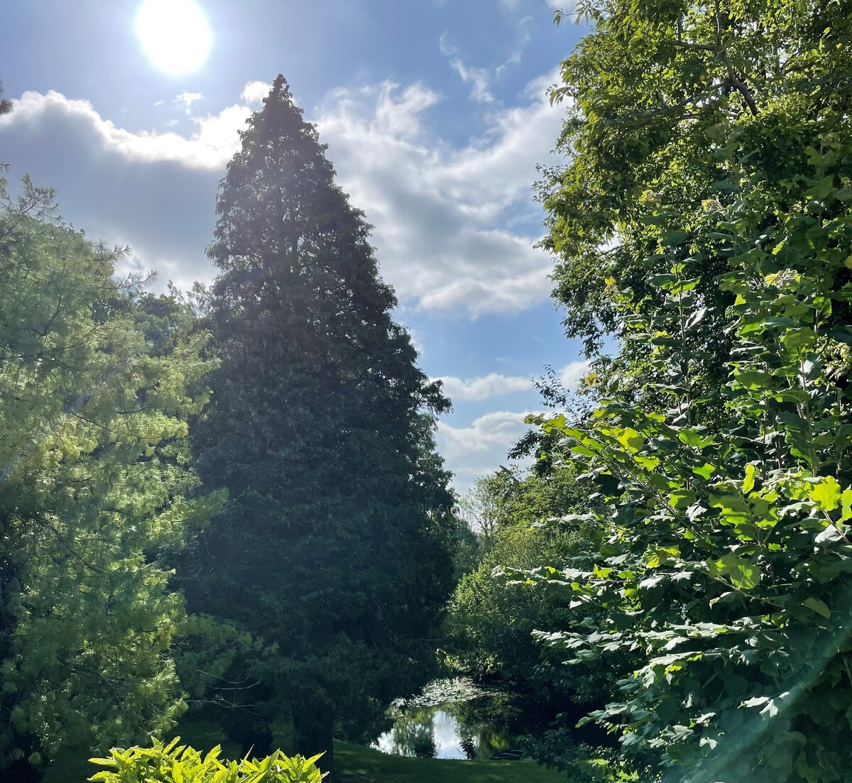Le Séquoia de La Fayette Camon Amiens