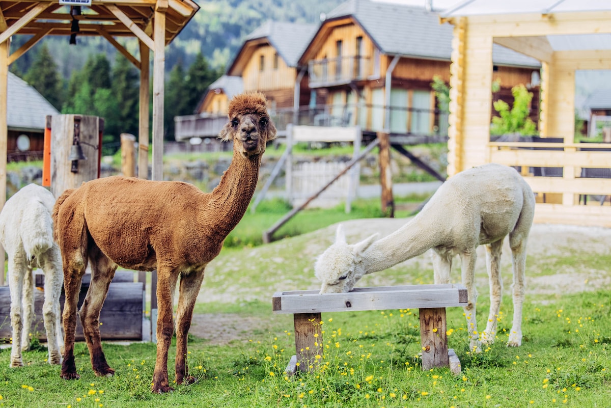 Alpenchalét Alpakablick