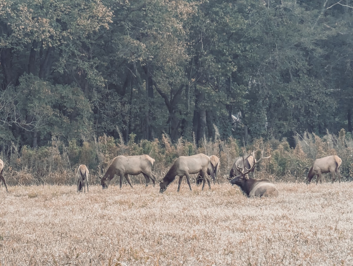 Elk View小木屋