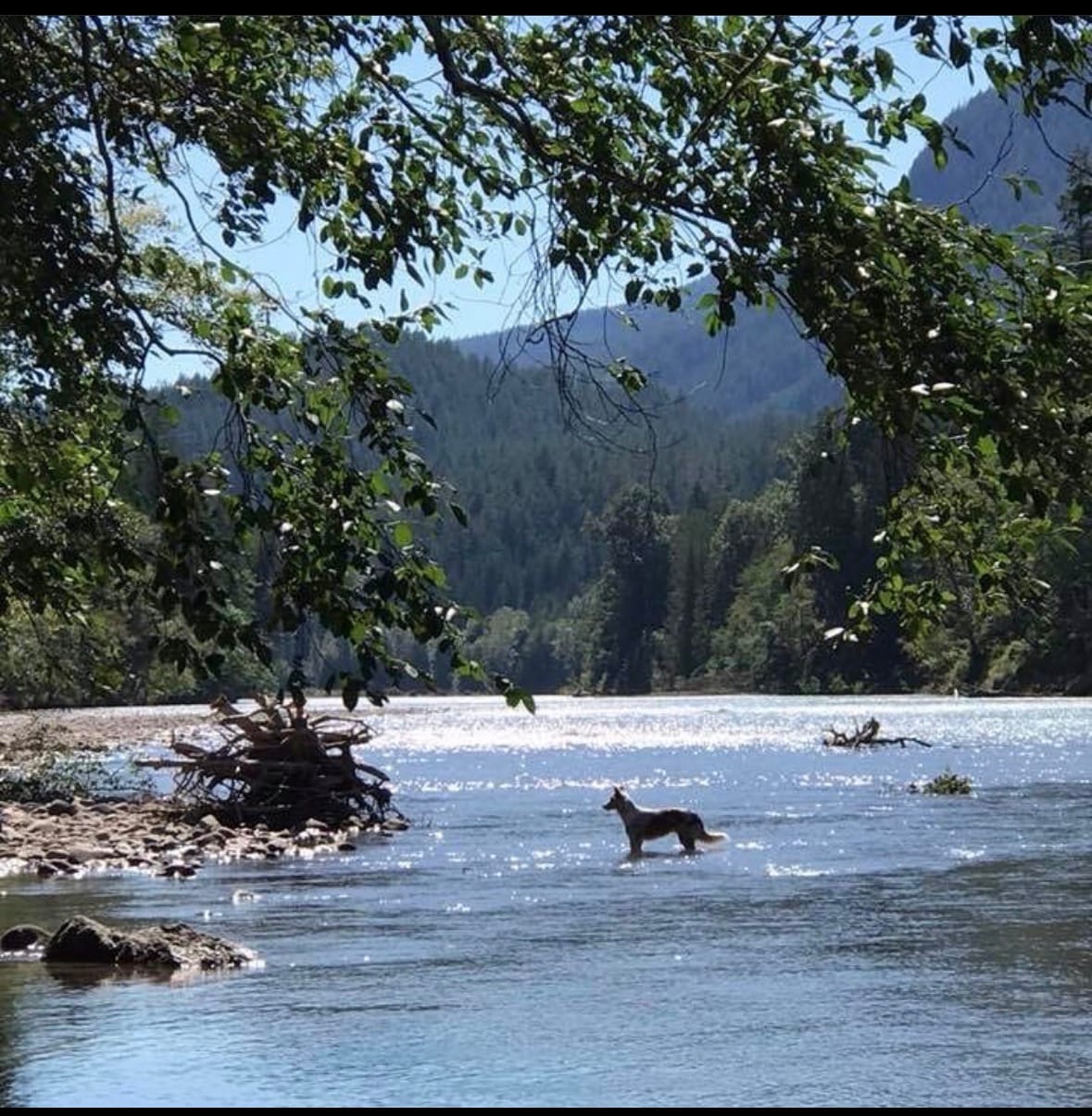 Camping by the Cowlitz River