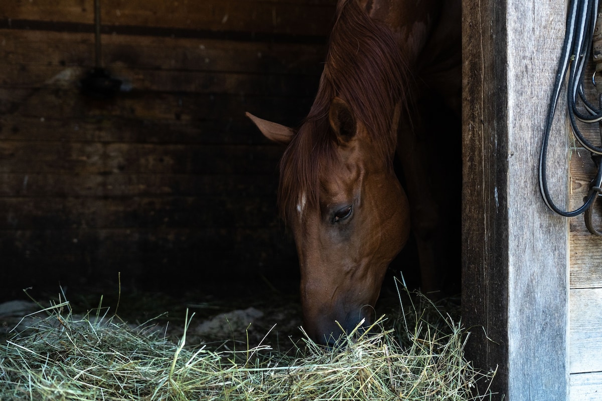 Horse Farm Holiday Pr 'Kolenc