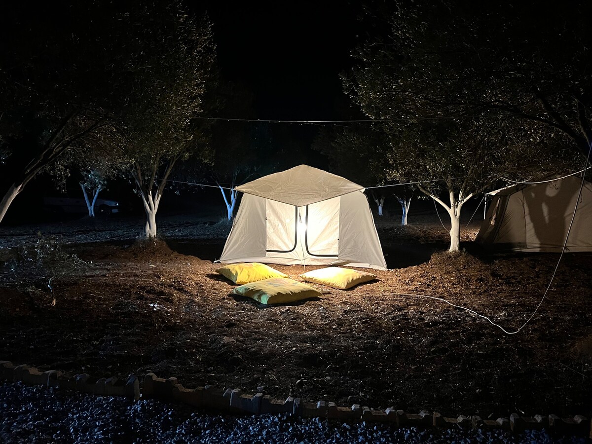 大自然中的帐篷和橄榄树