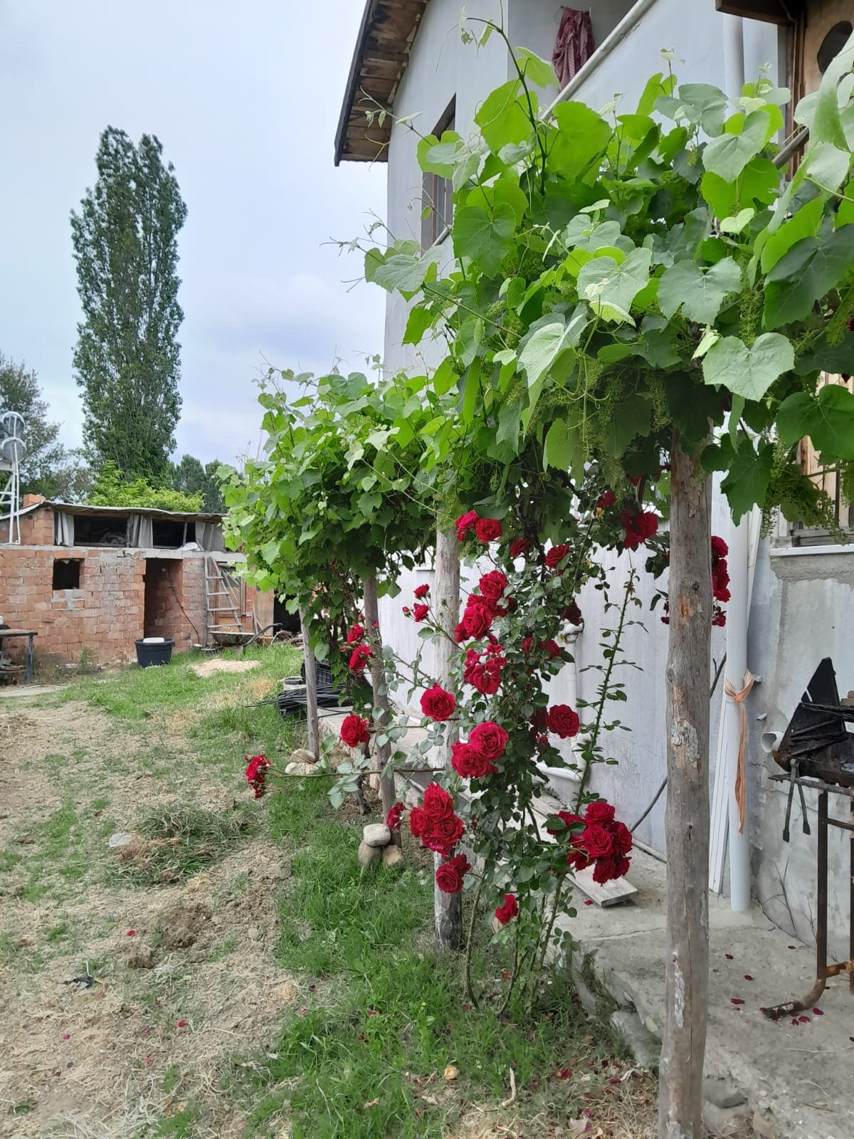 Gelibolu yarım adası Çanakkale çiftlik evi