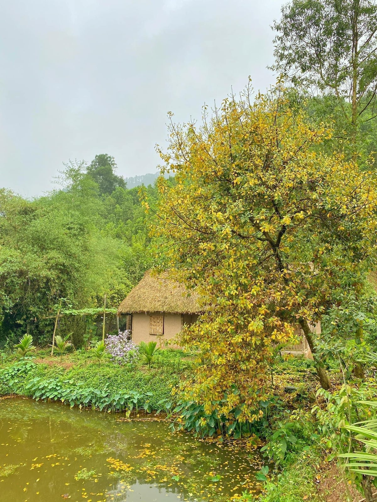 Red Banana House, Làng Háo Hức