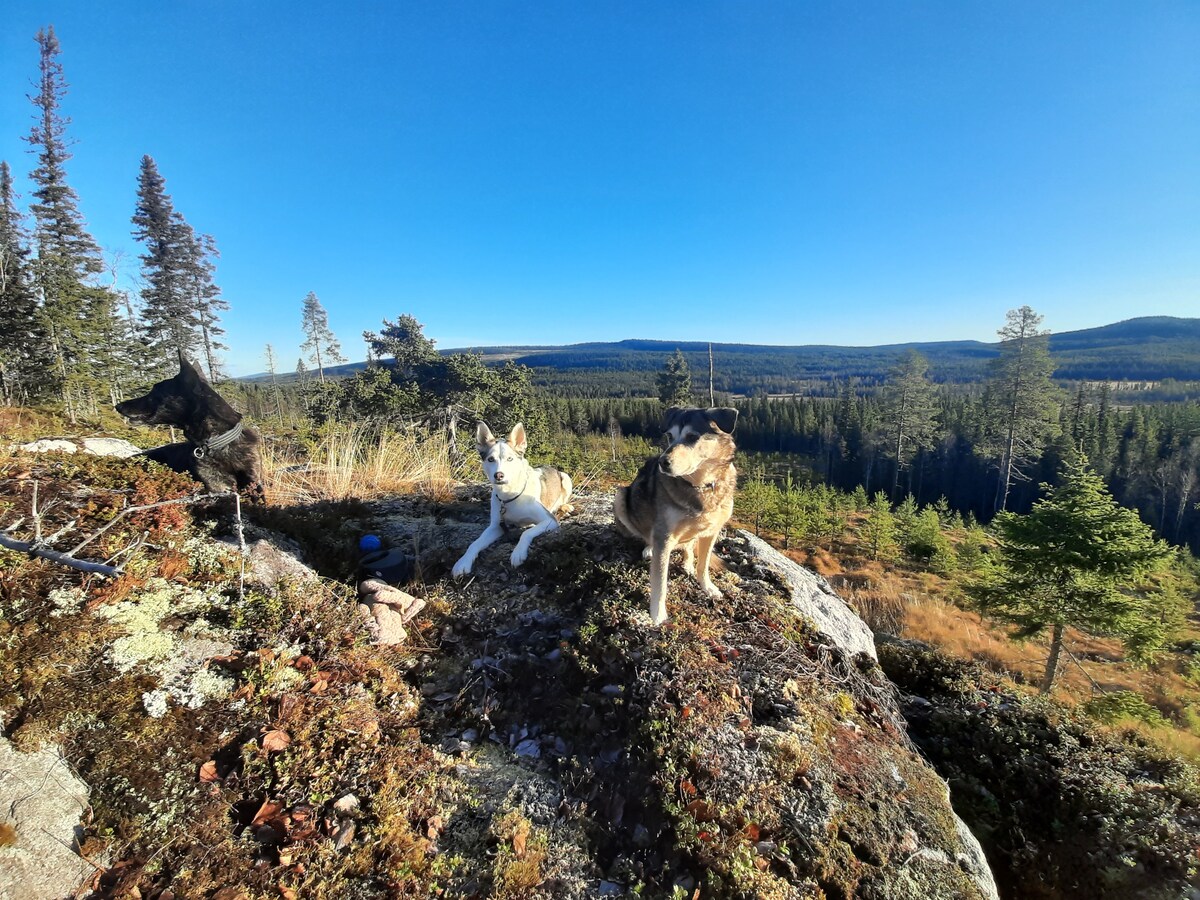 Huskyfarm Home in Lapland