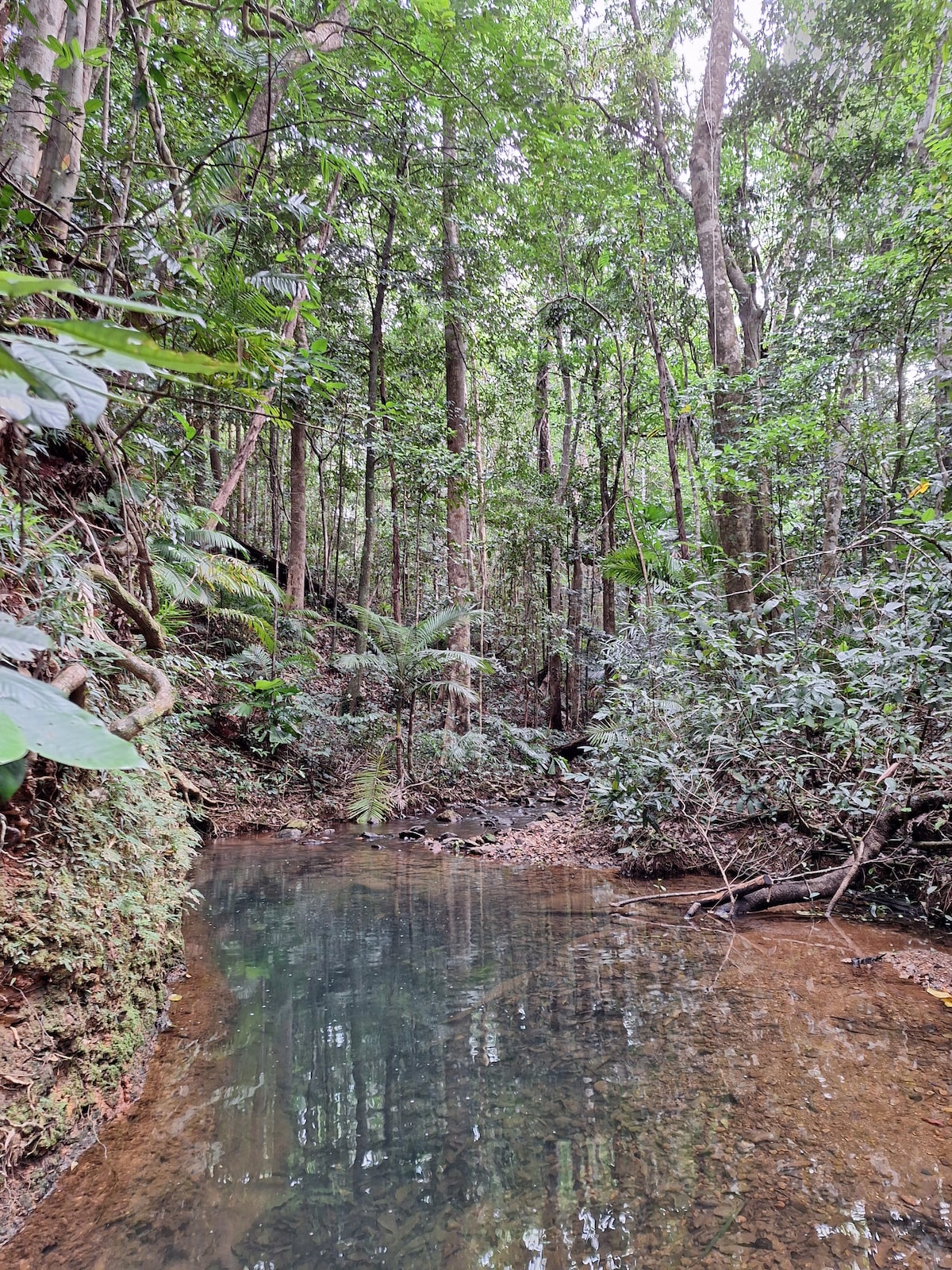 Parrots Rest: Rainforest Swimming Holes and Beach