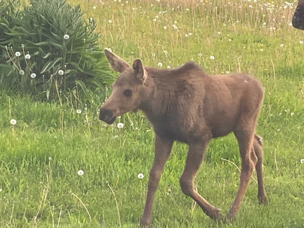 The Baby Moose Tiny A-frame on HnH Farm