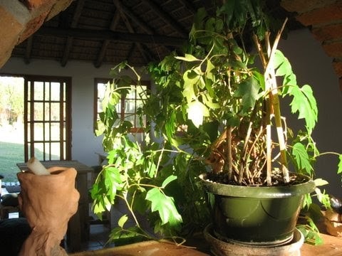 Encanto rural, cabañas de campo.