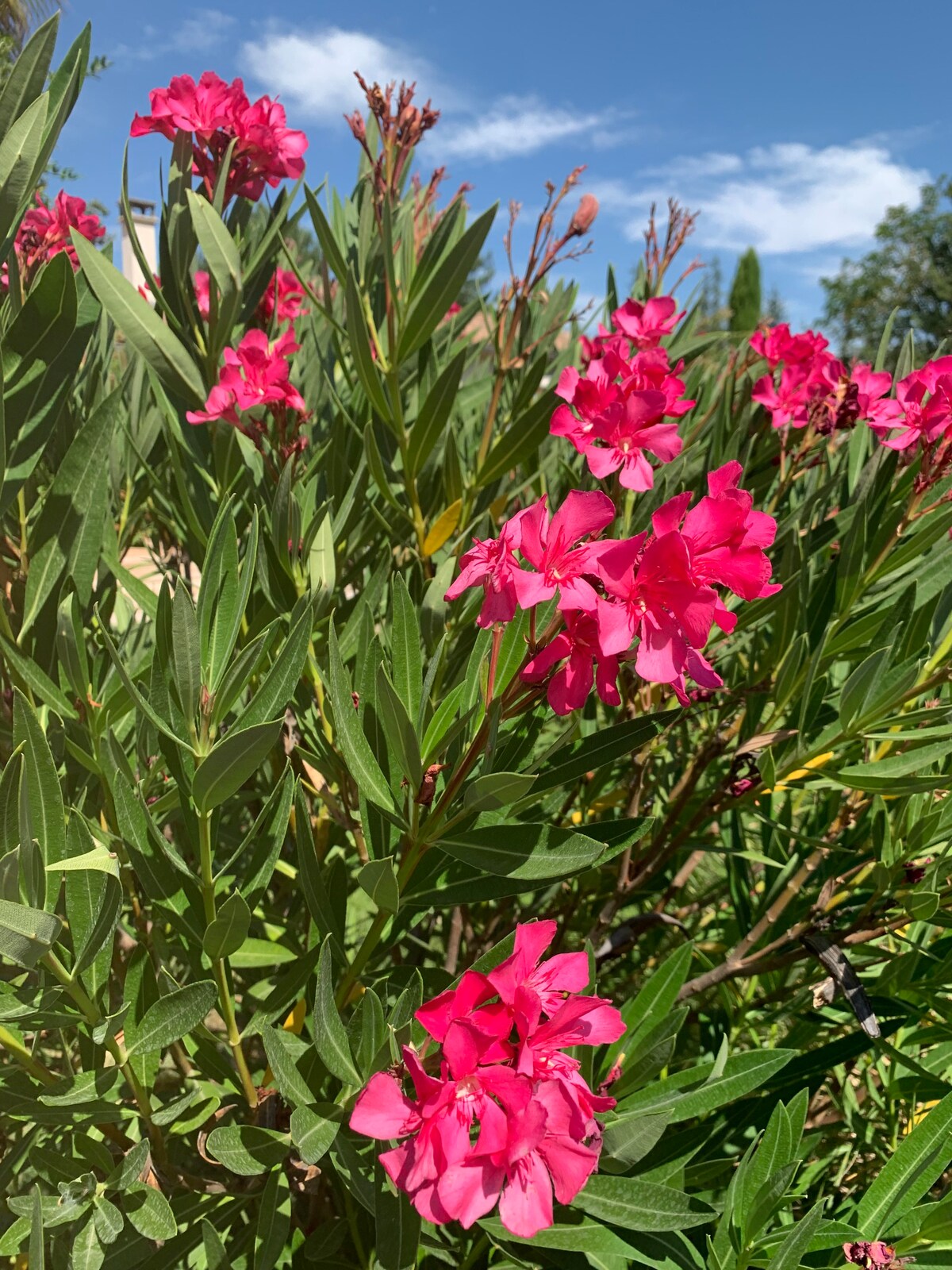 Mazet provençal floral à Uzès