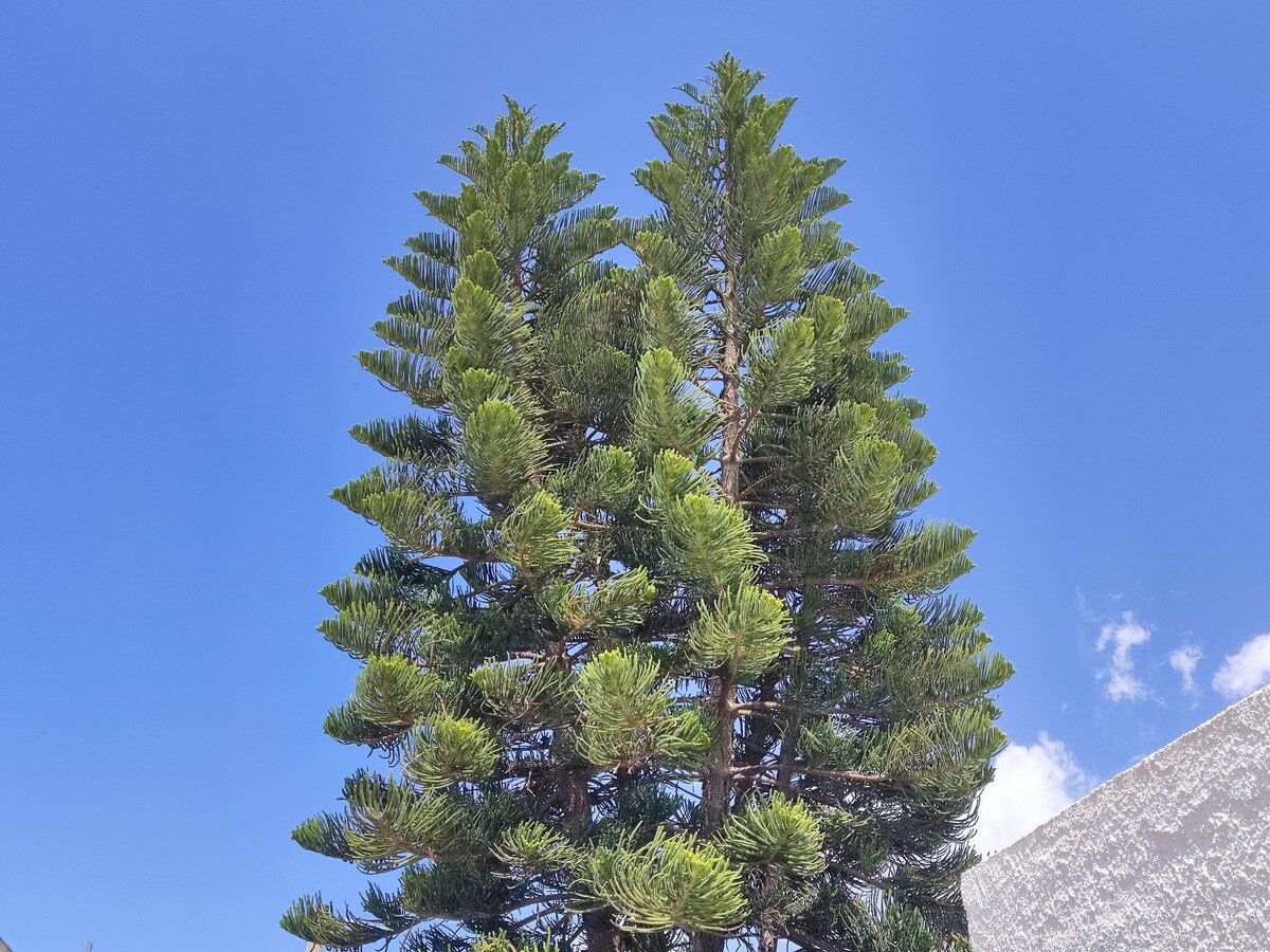 L'Araucaria