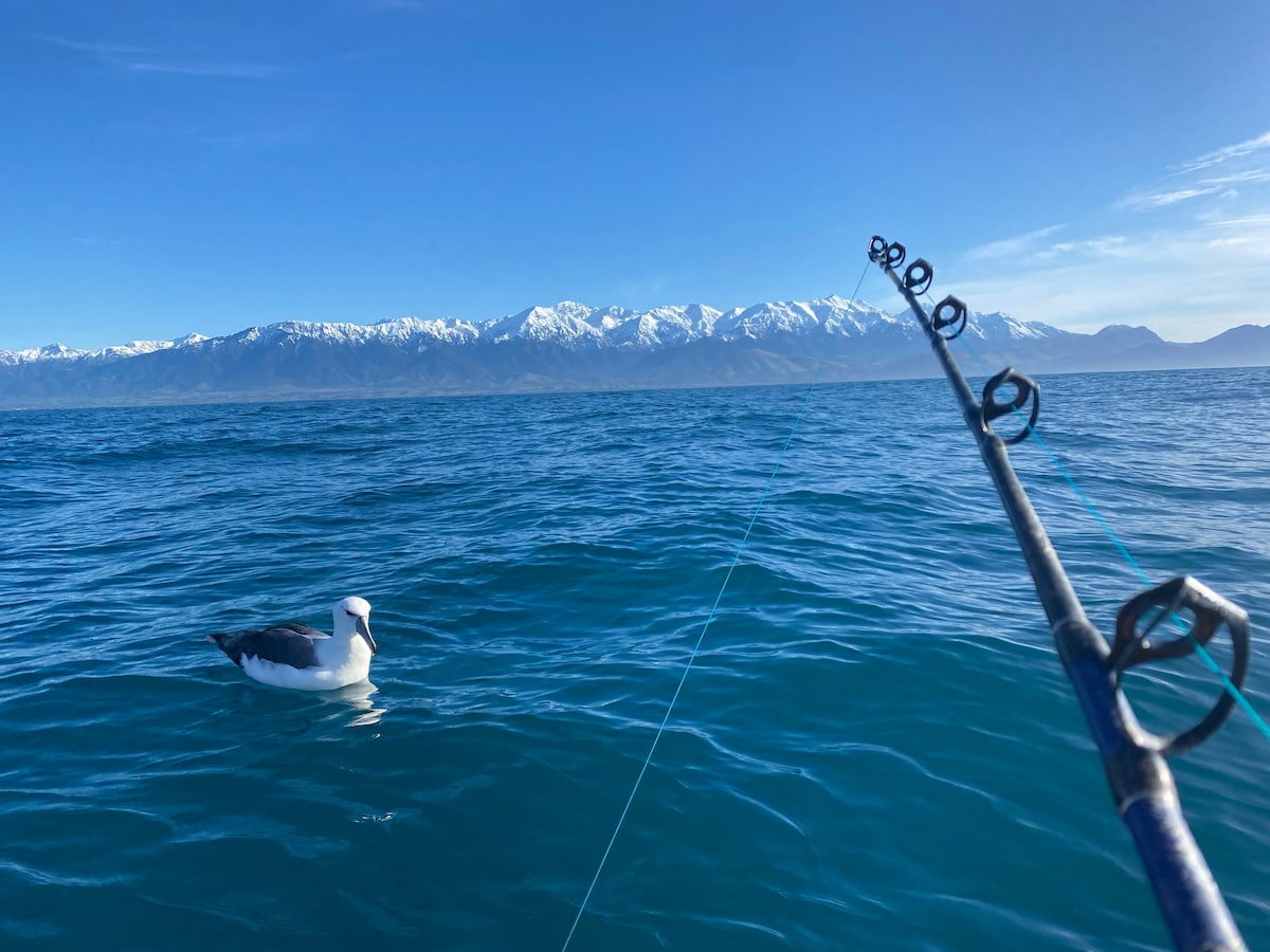 Kaikoura Fishing Retreat, Not Just For Fishing !