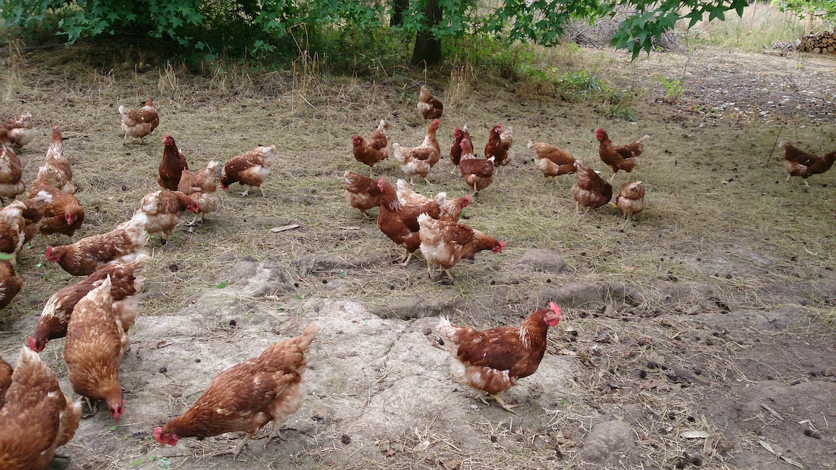 Location à la ferme.