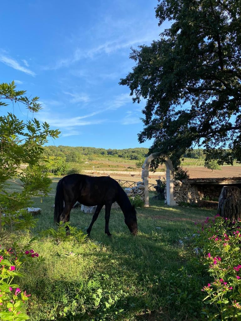 Agriturismo Falcare