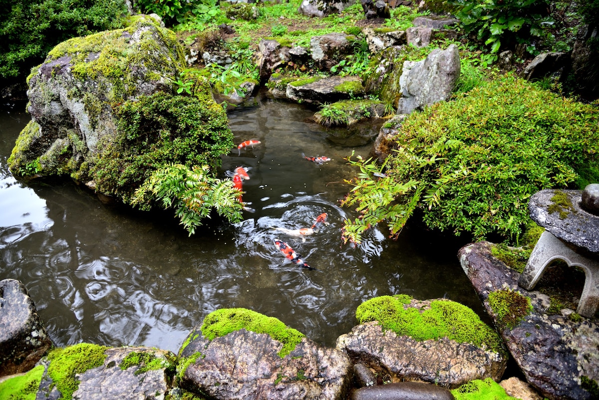 錦鯉が泳いでる池・苔庭・囲炉裏のある古き良き日本の古民家(和2)